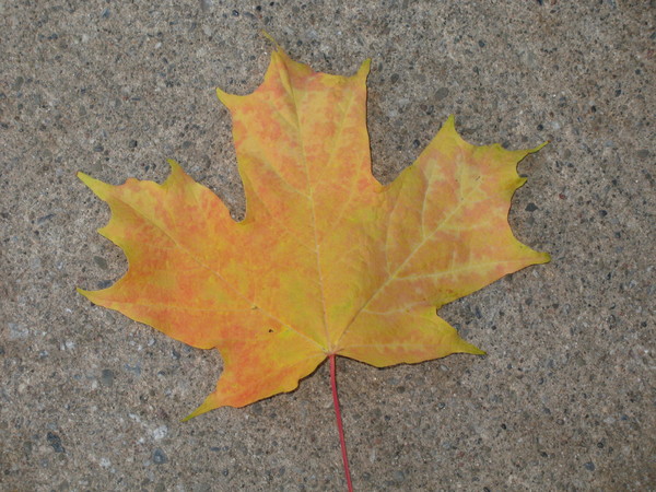 Welcome, Fall