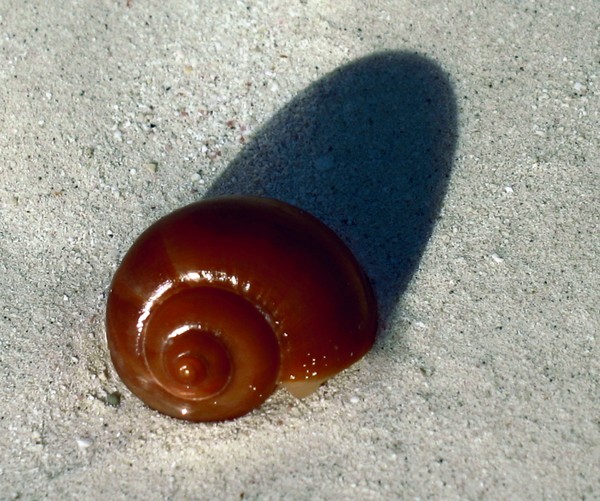 Red shell