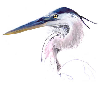 Great Blue Heron