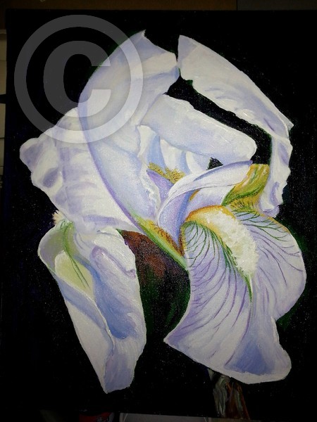 Pat's Iris