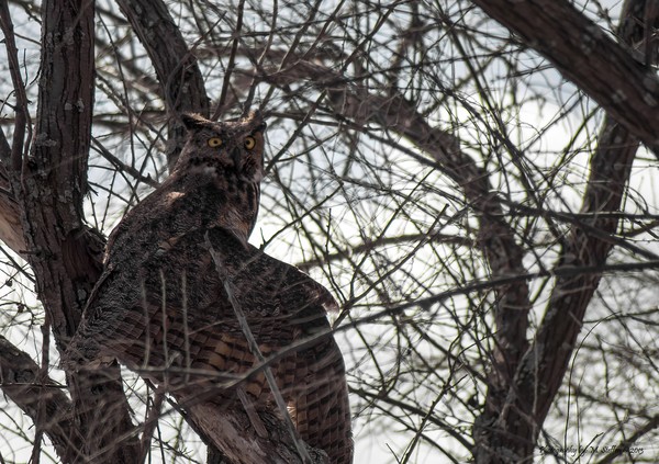 Great Horned owl