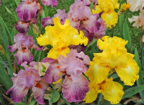 Goodstay Iris