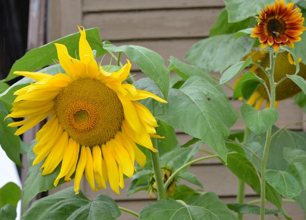 Sunflowers