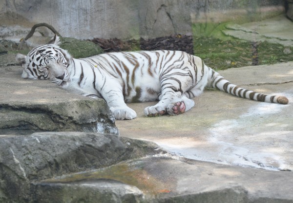 Sleeping Tiger