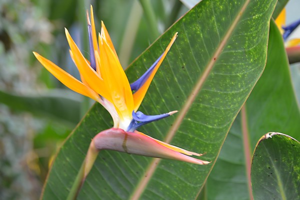 Bird of Paradise