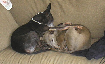 Doggie Cuddles