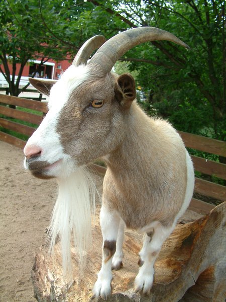 Cool Goat
