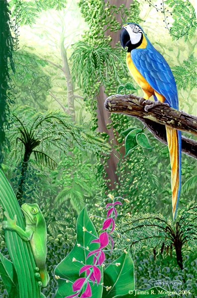 Rainforest
