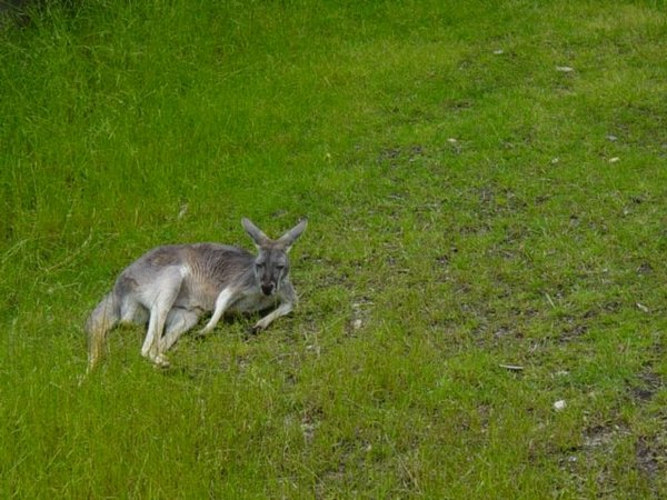 A Roo for Stan Jones