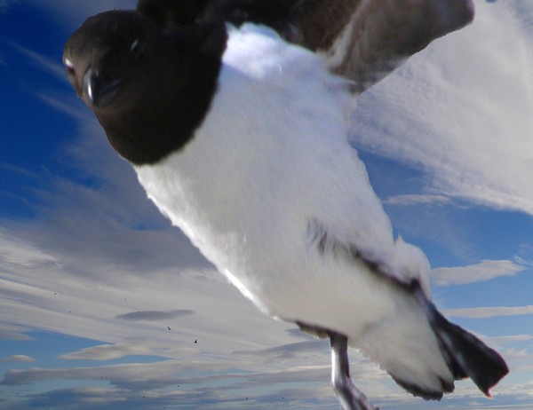 Auk in  flight photomontage
