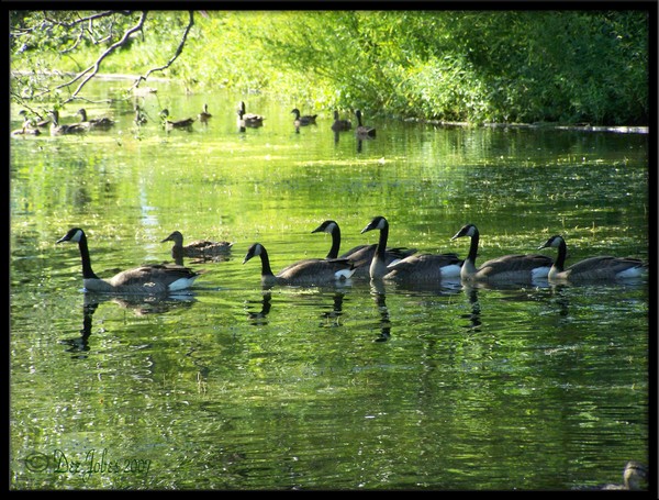 Harmony