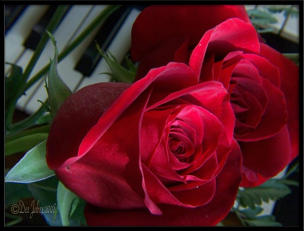 Love's Song