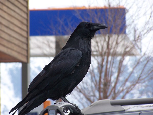 Alaskan Raven