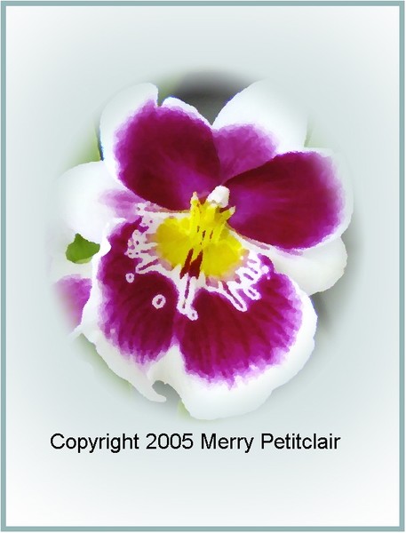 Soft Orchid