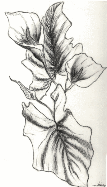 Mystic Flower