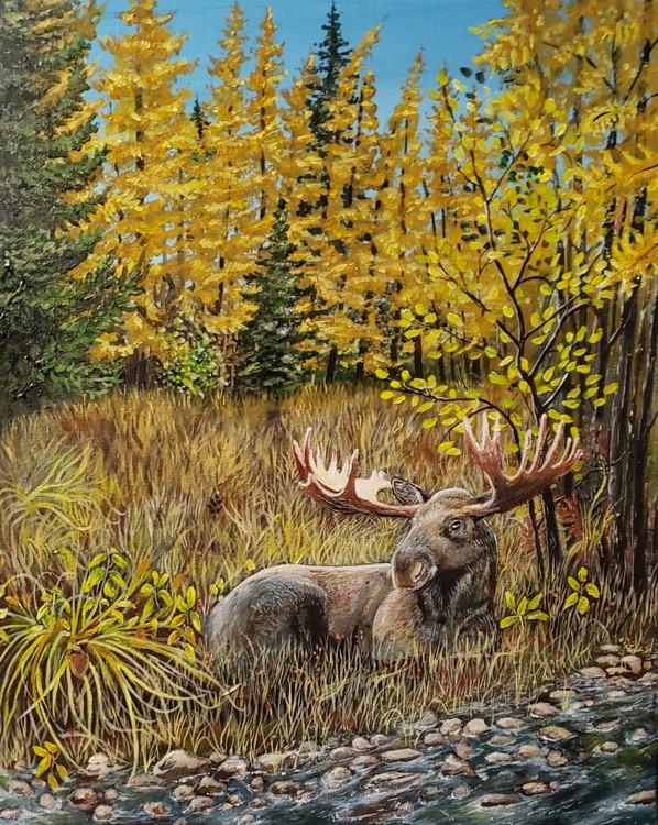 Moose by the creek