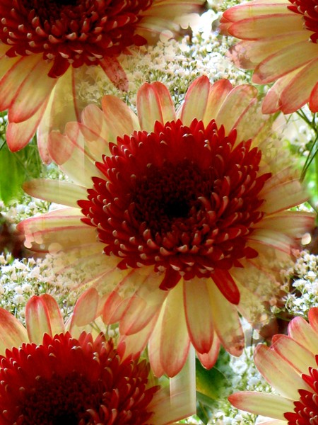 Summer Gerberas (Three)