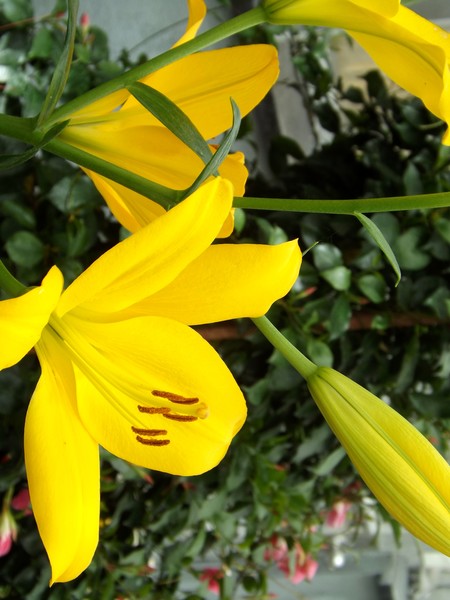 Yellow Lilies (Three)
