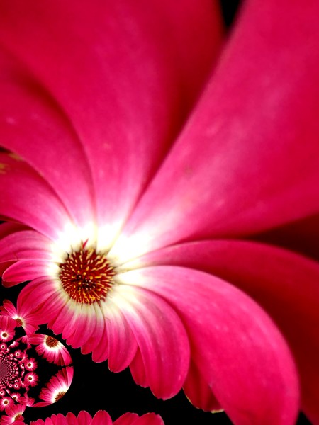 Blushing Gerbera (Two)