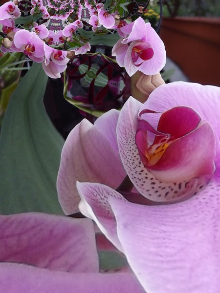 Lavender Toned Orchids (Seven)