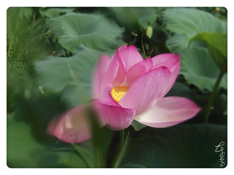Portrait of Lotus