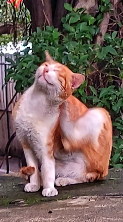 scratching an itch