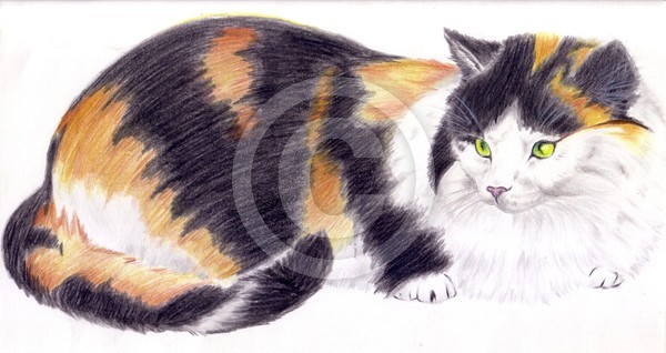 Cat kecil