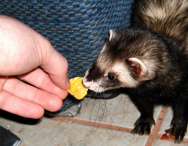 Cereal Ferret