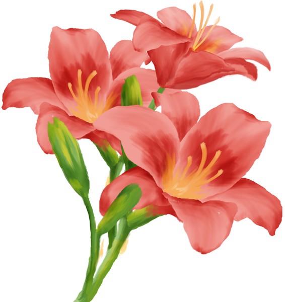 Coral Lilies