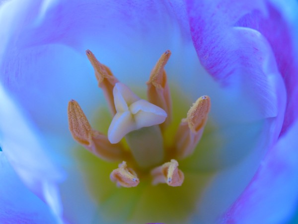 Interior design of a tulip
