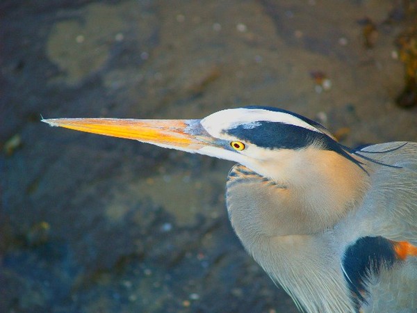 Blue Heron