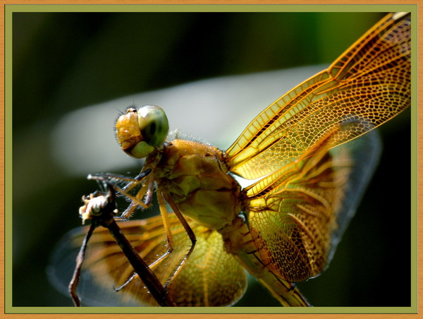 Dragon flay
