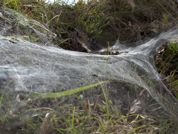 The Web