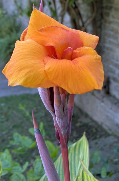 Orange All the Way