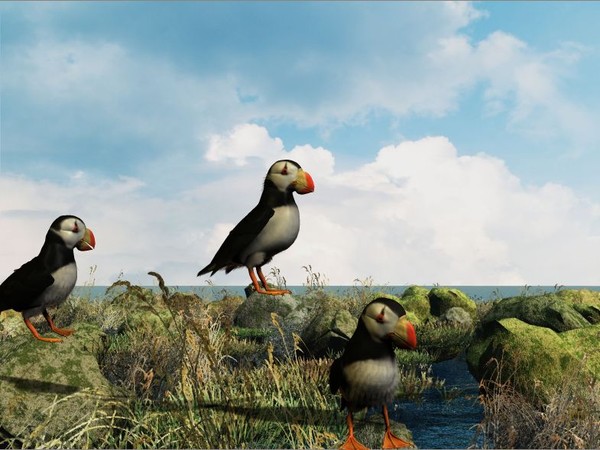 Clifftop Puffins