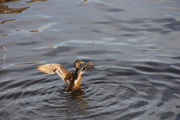 Coming in for a landing