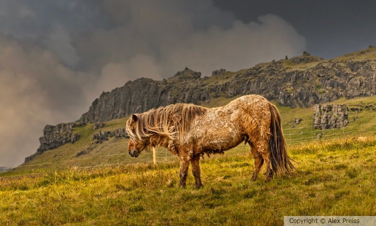 Icelandic horse at sunset 3
