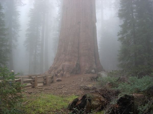 The largest tree in the world