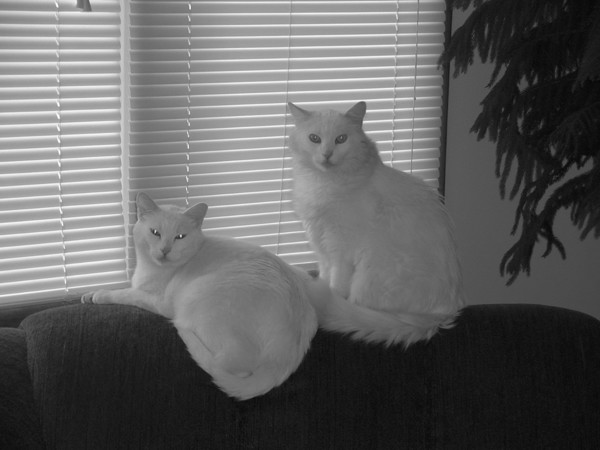 Happy Cats