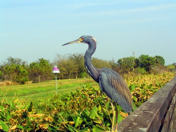 Bird Watching
