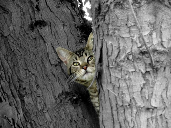 Hiding in the tree