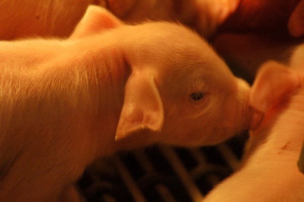 Is it Wilbur?