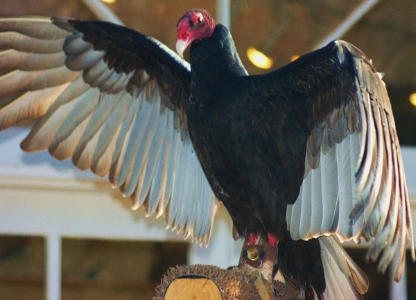 Turkey Buzzard #2