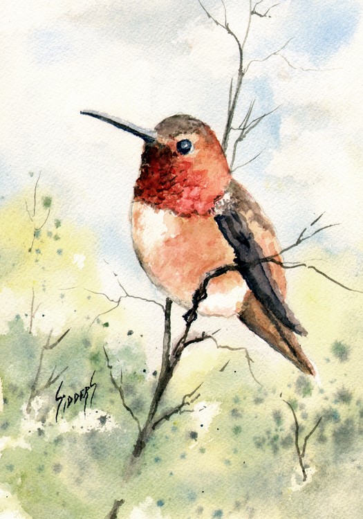 Rufous Hummingbird