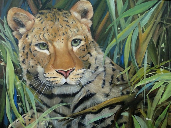 Leopardo das neves