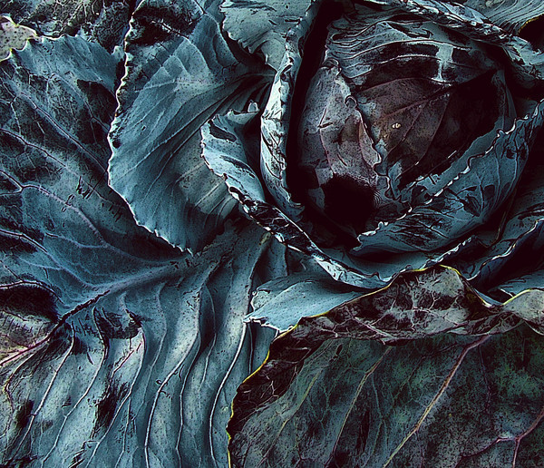 Cabbage