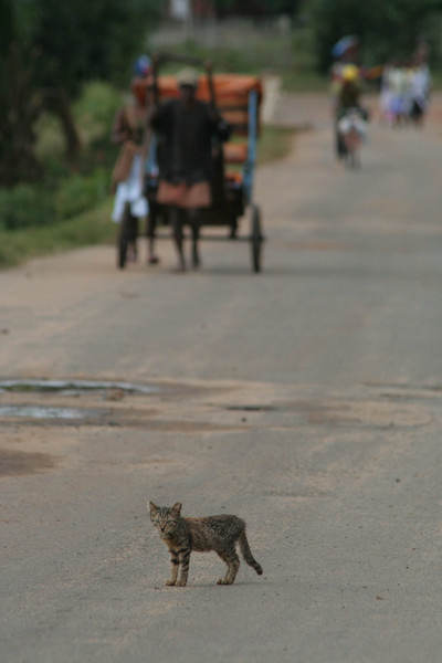 Malagasy cat