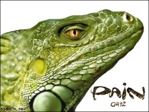 Iguana