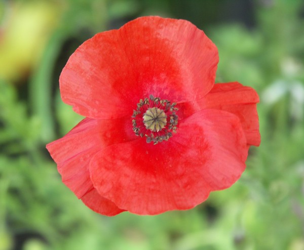 *POPPY FLOWER*