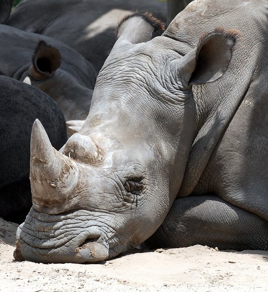 Napping